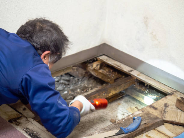 Best Black Mold Removal  in Columbus, NC