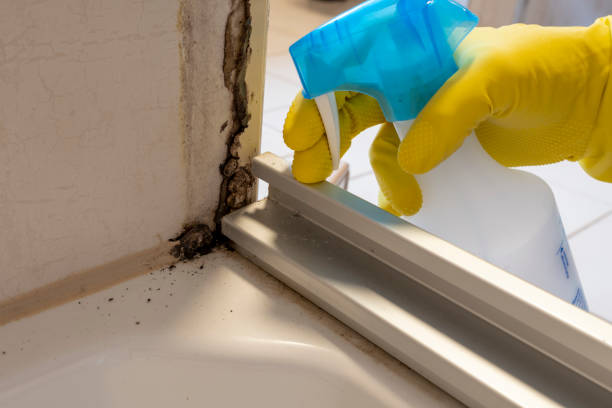 Reliable Columbus, NC Mold Removal Solutions