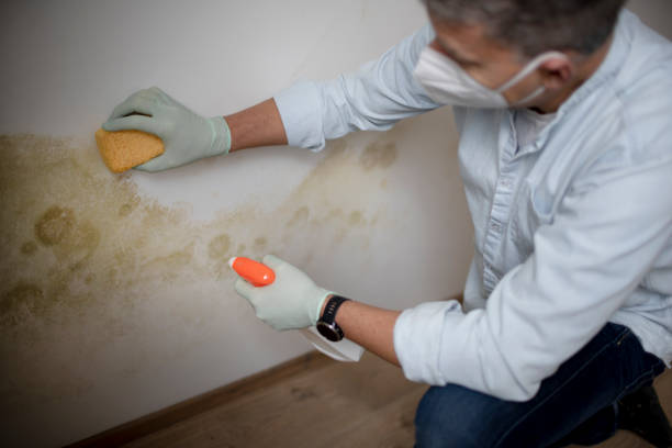 Best Local Mold Removal Service  in Columbus, NC