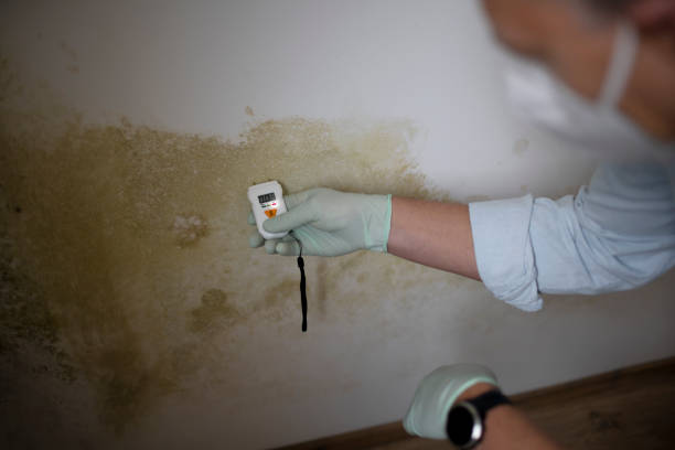 Best Same-Day Mold Removal  in Columbus, NC
